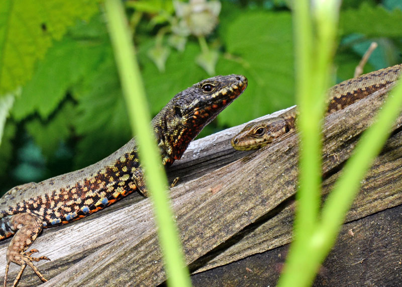 Interazione tra lucertole Podarcis muralis
